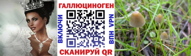Псилоцибиновые грибы Psilocybine cubensis  Купить где  Бородино 